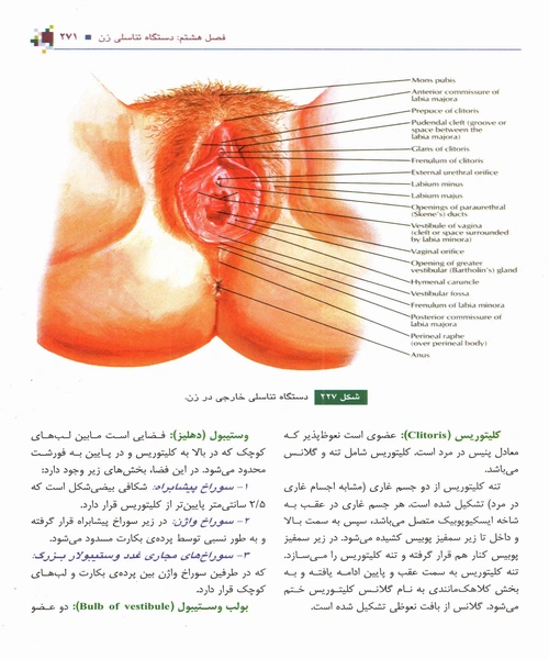 اناتومی عمومی - نمونه دوم - جزیره کتاب های الکترونیکی